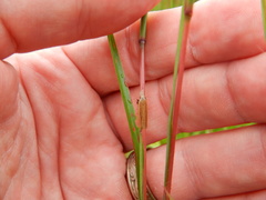 Dichomeris bipunctellus