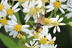 Trigonarthris proxima