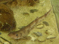 Scyliorhinus