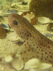 Scyliorhinus