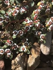 Euphorbia polycarpa polycarpa