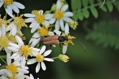 Trigonarthris proxima