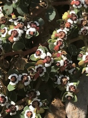 Euphorbia polycarpa polycarpa
