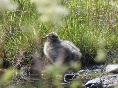 Larus canus