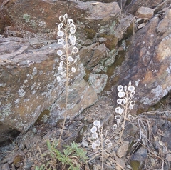 Alyssoides utriculata