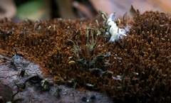 Trichoderma flavipes