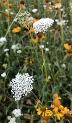 Perideridia bolanderi