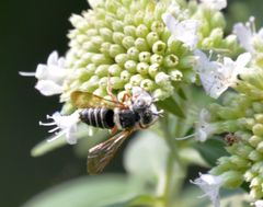 Coelioxys octodentatus