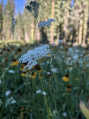 Perideridia bolanderi