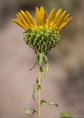 Grindelia squarrosa serrulata