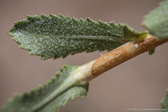 Grindelia squarrosa serrulata