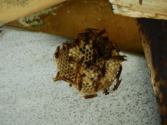 Polistinae