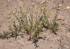 Grindelia squarrosa serrulata