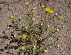 Grindelia squarrosa serrulata
