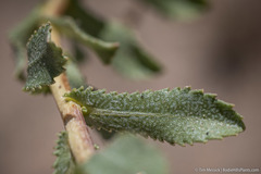 Grindelia squarrosa serrulata