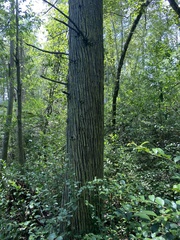 Chamaecyparis thyoides thyoides