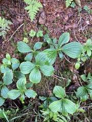 Cornus unalaschkensis