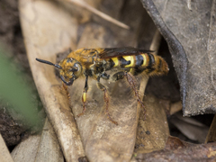 Xanthocampsomeris hesterae