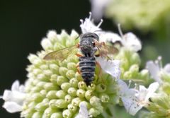 Coelioxys octodentatus