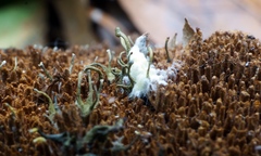 Trichoderma flavipes