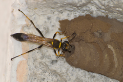 Sceliphron caementarium