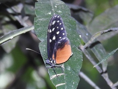 Callithomia hezia