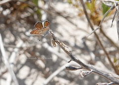 Brephidium exilis yucateca