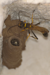 Sceliphron caementarium