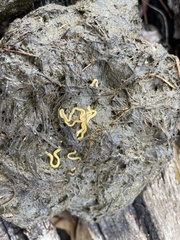 Cestoda