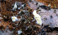 Trichoderma flavipes