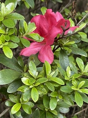 Rhododendron