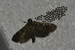 Cryptobotys zoilusalis