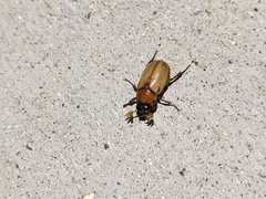 Cyclocephala melanocephala