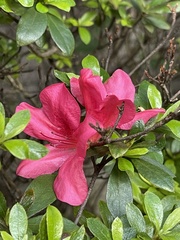 Rhododendron