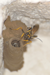 Sceliphron caementarium