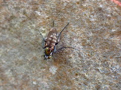 Tachytrechus flabellifer