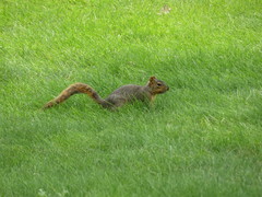 Sciurus niger