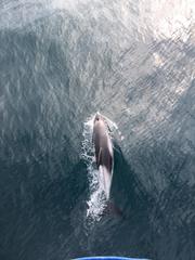 Lagenorhynchus albirostris