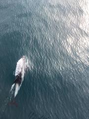 Lagenorhynchus albirostris
