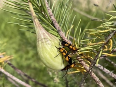 Oncopeltus spectabilis