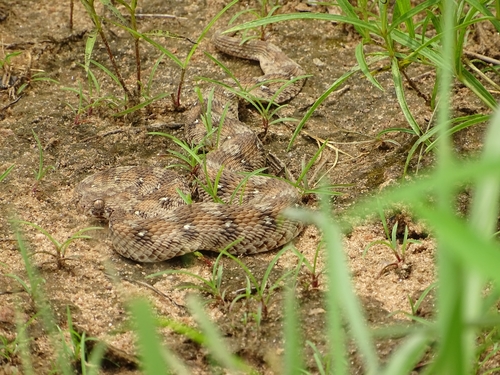Photo of a African Saw-scaled Viper (Echis ocellatus)