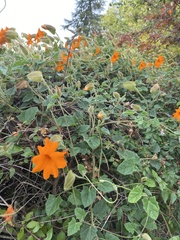 Thunbergia gregorii