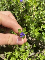 Bacopa caroliniana