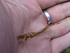 Deschampsia brevifolia