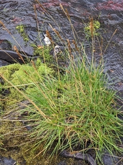 Deschampsia brevifolia