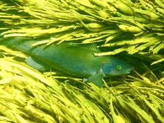 Olisthops cyanomelas