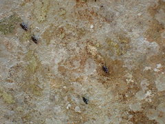 Tachytrechus flabellifer