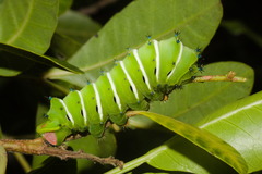 Rothschildia jacobaeae