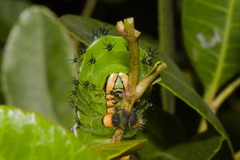 Rothschildia jacobaeae