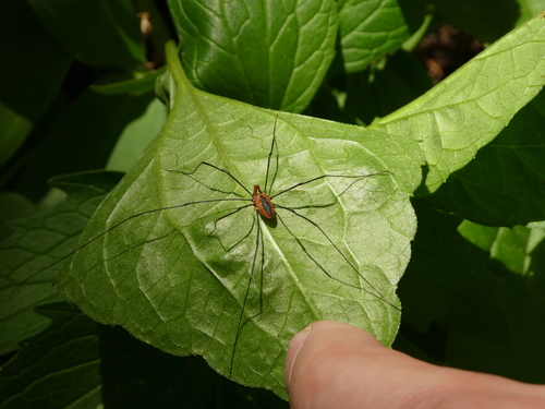 Banded harvestman